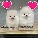 Schattige Pomeranische baby's - 0 - Thumbnail