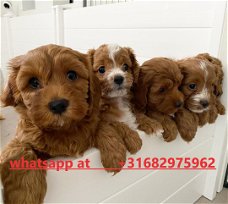 Uitstekende cavapoo -baby's