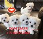Maltese puppy's begrijpen - 0 - Thumbnail