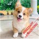 Geregistreerde Pembroke Welsh Corgi - 0 - Thumbnail