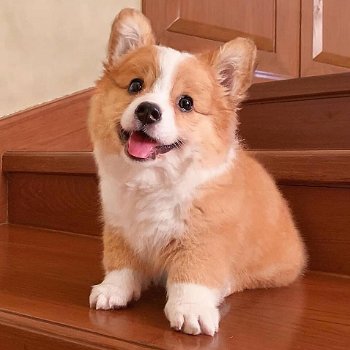 Geregistreerde Pembroke Welsh Corgi - 1