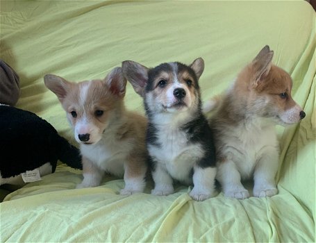 Mooie Pembroke Welsh Corgi-puppy's. - 0