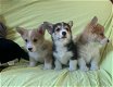 Mooie Pembroke Welsh Corgi-puppy's. - 0 - Thumbnail