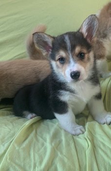 Mooie Pembroke Welsh Corgi-puppy's. - 1