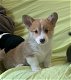 Mooie Pembroke Welsh Corgi-puppy's. - 2 - Thumbnail