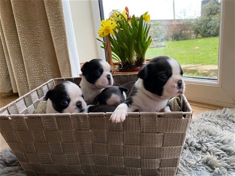 Ik heb een mannelijke en een vrouwelijke Boston Terrier-puppy beschikbaar. - 0