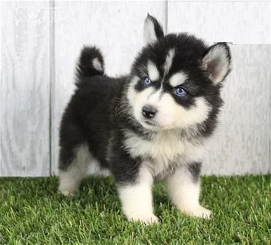 Schattige Siberische Husky-puppy's te koop - 0