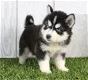 Schattige Siberische Husky-puppy's te koop - 0 - Thumbnail