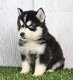 Schattige Siberische Husky-puppy's te koop - 1 - Thumbnail