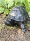 tuinbeeld Schildpad , schildpad , tuin - 2 - Thumbnail