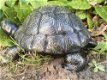 tuinbeeld Schildpad , schildpad , tuin - 4 - Thumbnail