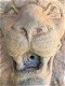 leeuwenkop , leeuw , waterfontein - 1 - Thumbnail
