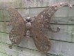 vlinder, tuinvlinder , muur decoratie - 5 - Thumbnail