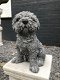 Shih , Maltezer , tuinbeeld - 3 - Thumbnail