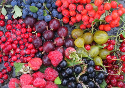 Fruitplanten kleine en grote, in heel veel nieuwe en ouden soorten nu verkrijgbaar - 0