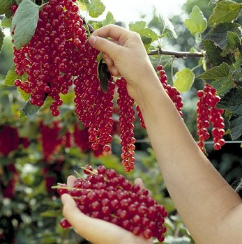 Fruitplanten kleine en grote, in heel veel nieuwe en ouden soorten nu verkrijgbaar - 4