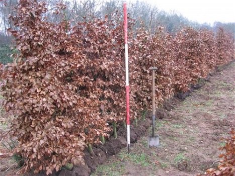 Mooie haagplanten, nu grote keuze met het juiste advies en garantie. - 6