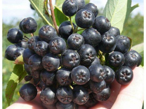 Appelbessen (Aronia) supergezonde vruchten en heerlijk om jam of sap te maken. - 1