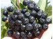 Appelbessen (Aronia) supergezonde vruchten en heerlijk om jam of sap te maken. - 1 - Thumbnail