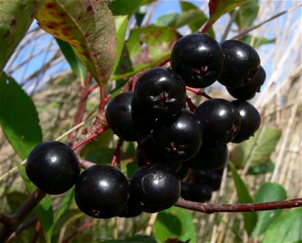 Appelbessen (Aronia) supergezonde vruchten en heerlijk om jam of sap te maken. - 4