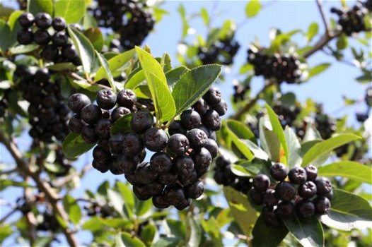 Appelbessen (Aronia) supergezonde vruchten en heerlijk om jam of sap te maken. - 6