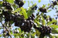 Appelbessen (Aronia) supergezonde vruchten en heerlijk om jam of sap te maken. - 6 - Thumbnail