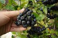 Appelbessen (Aronia) supergezonde vruchten en heerlijk om jam of sap te maken. - 7 - Thumbnail