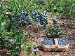 Blauwe bessen, heerlijke gezonde vruchten planten in diversen soorten. - 0 - Thumbnail
