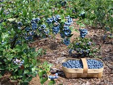 Blauwe bessen, heerlijke gezonde vruchten planten in diversen soorten.	 	
