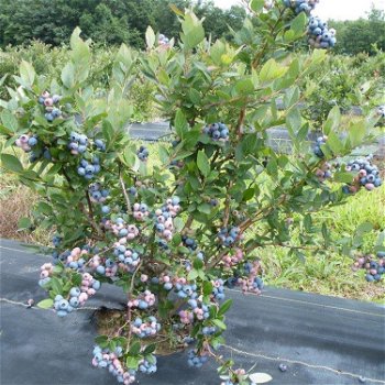 Blauwe bessen, heerlijke gezonde vruchten planten in diversen soorten. - 3