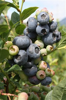 Blauwe bessen, heerlijke gezonde vruchten planten in diversen soorten. - 6