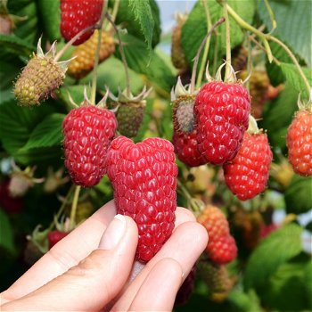 Frambozen met super grote (heerlijke) aromatische vruchten!!! - 0