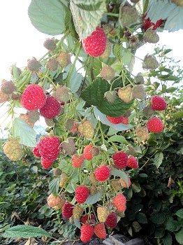 Frambozen met super grote (heerlijke) aromatische vruchten!!! - 1