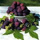 Framboos Purple Dream® aromatische met donkere paarse vruchten!!! - 0 - Thumbnail