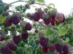 Framboos Purple Dream® aromatische met donkere paarse vruchten!!! - 5 - Thumbnail