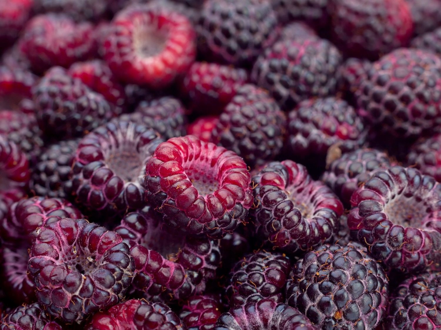 Framboos Purple Dream® aromatische met donkere paarse vruchten!!! - 6 - Thumbnail