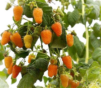 Framboos (nieuw) heerlijke oranje aromatische vruchten!!! - 0
