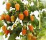 Framboos (nieuw) heerlijke oranje aromatische vruchten!!! - 0 - Thumbnail