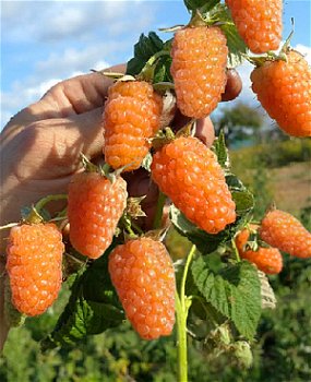 Framboos (nieuw) heerlijke oranje aromatische vruchten!!! - 1