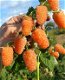 Framboos (nieuw) heerlijke oranje aromatische vruchten!!! - 1 - Thumbnail