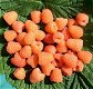 Framboos (nieuw) heerlijke oranje aromatische vruchten!!! - 2 - Thumbnail