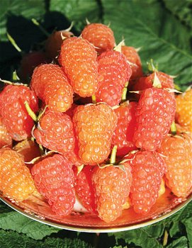 Framboos (nieuw) heerlijke oranje aromatische vruchten!!! - 3