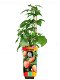 Framboos (nieuw) heerlijke oranje aromatische vruchten!!! - 4 - Thumbnail