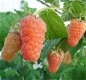 Framboos (nieuw) heerlijke oranje aromatische vruchten!!! - 5 - Thumbnail