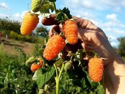 Framboos (nieuw) heerlijke oranje aromatische vruchten!!! - 6