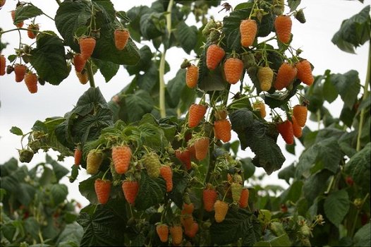 Framboos (nieuw) heerlijke oranje aromatische vruchten!!! - 7