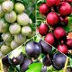 Kruisbessen soorten ook (doornloze) met heerlijke vruchten - 0 - Thumbnail