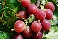 Kruisbessen soorten ook (doornloze) met heerlijke vruchten - 4 - Thumbnail
