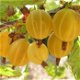 Kruisbessen soorten ook (doornloze) met heerlijke vruchten - 5 - Thumbnail