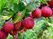 Kruisbessen soorten ook (doornloze) met heerlijke vruchten - 6 - Thumbnail